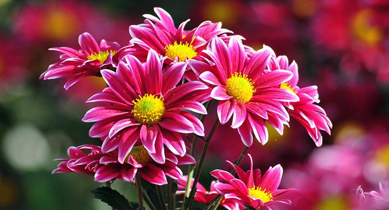 fiori