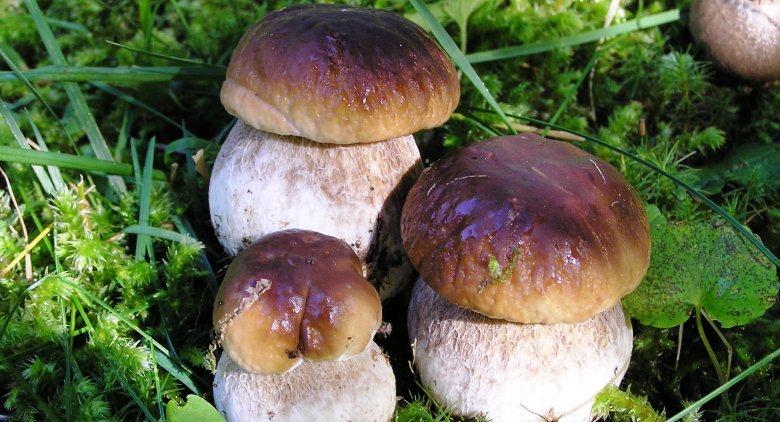 -porcini