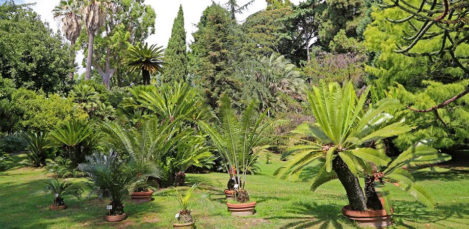 L'orto botanico di Napoli L'orto botanico di Napoli