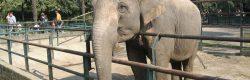 Zoo di Napoli, ingresso gratis per bambini