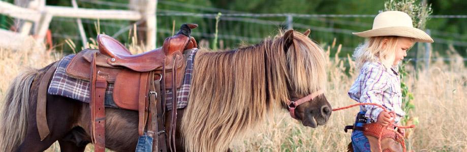 celp-pony celp-pony