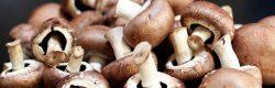 Sagra dei funghi a Cusano Mutri
