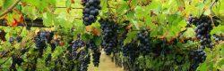cantine campania visitabili gratuitamente, vendemmia 2017