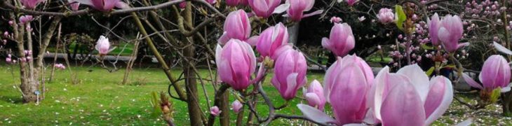 Festa dell'albero 2017 all'Orto Botanico di Napoli