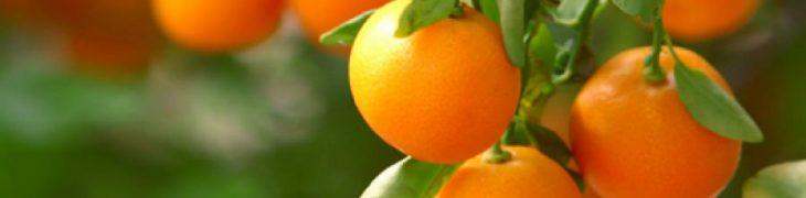 Mandarini