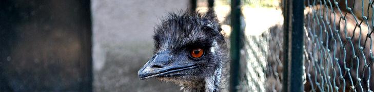 Emù_nello_zoo_di_Napoli Zoo de Naples