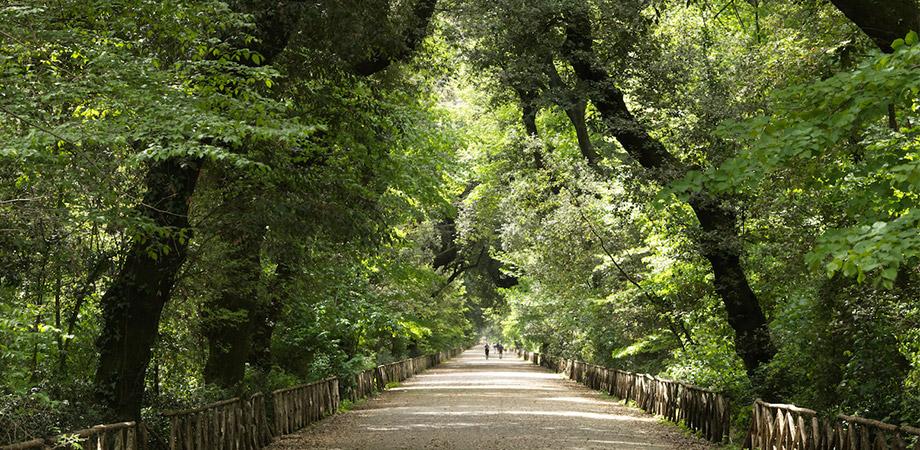 Viale principale del Bosco di Capodimonte a Napoli