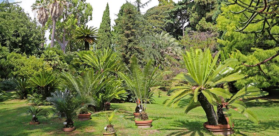 Palme nell'Orto Botanico di Napoli