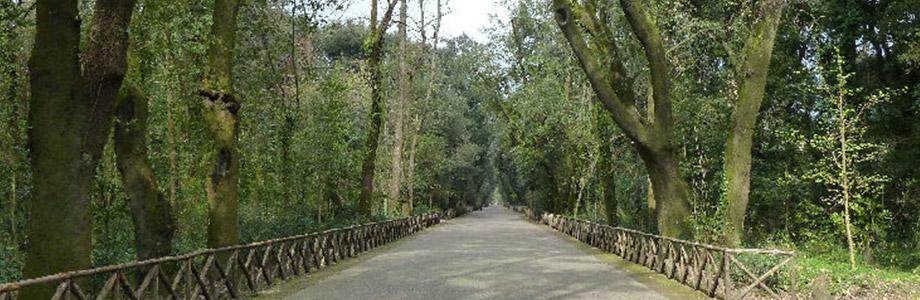 Bosco di Capodimonte a Napoli