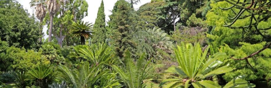 Alcune delle specie dell'Orto Botanico di Napoli