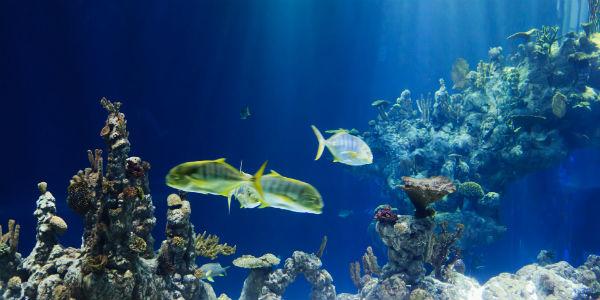 ナポリ水族館2013アクアリウム