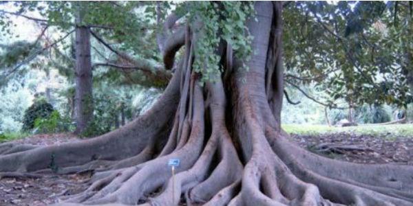 Foto de uma árvore no Jardim Botânico de Nápoles