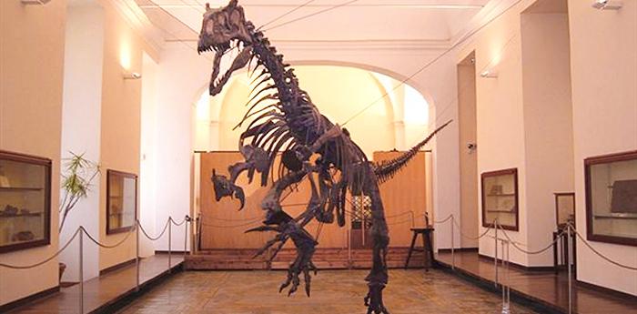 Tyrannosaure fossile au musée de paléontologie de Naples