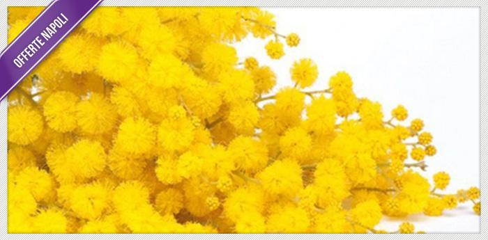 Mimosen