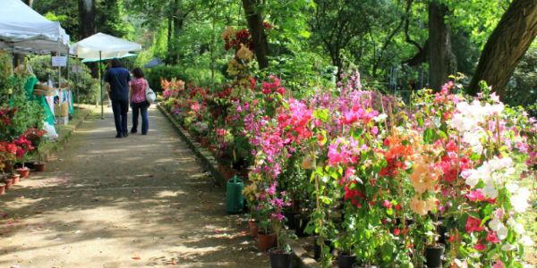 Plantas en exhibición en el Jardín Botánico de Nápoles