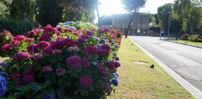 ortensie