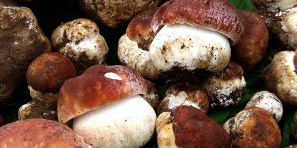 Sagra dei Funghi Cusano Mutri