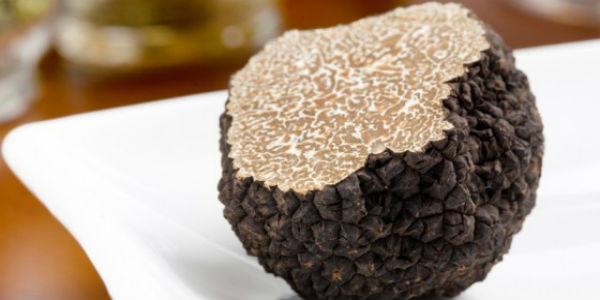 the black truffle