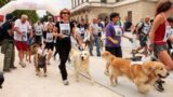 Maratona di cani Advantix Running alla Villa Comunale di Napoli