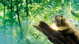 Amazzonia 3D all’Uci Cinema e al The Space Cinema di Napoli