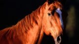 Scuderia dei Piccoli all'Ippodromo di Agnano | Programma Febbraio 2015