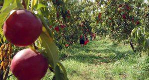 Ostermontag 2015 in Neapel im Rustico Fund aus der Camorra konfisziert