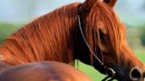 Giochi in Legno e Caccia al Tesoro all'Ippodromo di Agnano