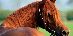 Giochi in Legno e Caccia al Tesoro all'Ippodromo di Agnano