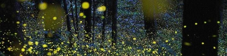 Fireflies