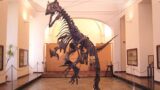 Natale a Napoli 2013 | Un Natale da Paleontologo al Museo di Paleontologia