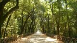 Buenos días Cerámica, visita guiada a los bosques de Capodimonte