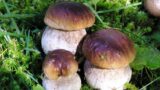 Sagra delle Trofie con Radicchio e Porcini 2015 a Misciano di Montoro (AV)