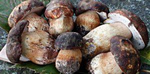 坎帕尼亚的节日| Cusano Mutri（BN）的蘑菇节