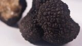 Festivals in Campania | Summer Truffle Market Exhibition in Bagnoli Irpino (Av)