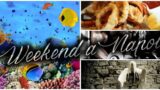 Fiera del Sapore Flegreo, Visites guidées gratuites de l'Aquarium de Naples | Week-end du 28 et 29 juin 2014