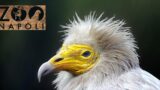 Lo Zoo di Napoli permette di organizzare una Festa a contatto con la Natura
