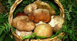 Festa del Fungo Porcino e Sapori del Borgo 2015 a Montoro (AV)