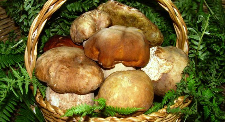 cogumelos porcini