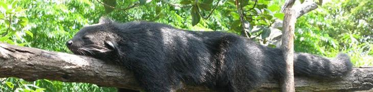 animalizoo