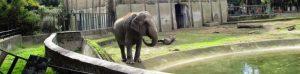 ナポリ動物園でのクリスマス2018：動物園体験と特別イベント