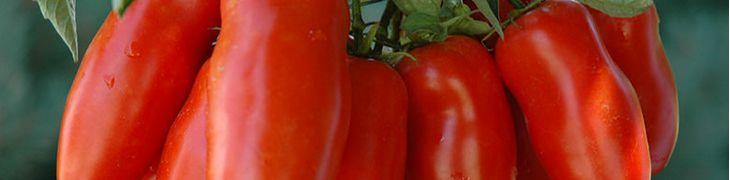 Festival de tomate de San Marzano en Striano