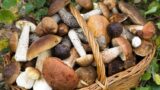 2015 Mushroom Festival in Cusano Mutri: culture, gastronomy and shows in the name of taste
