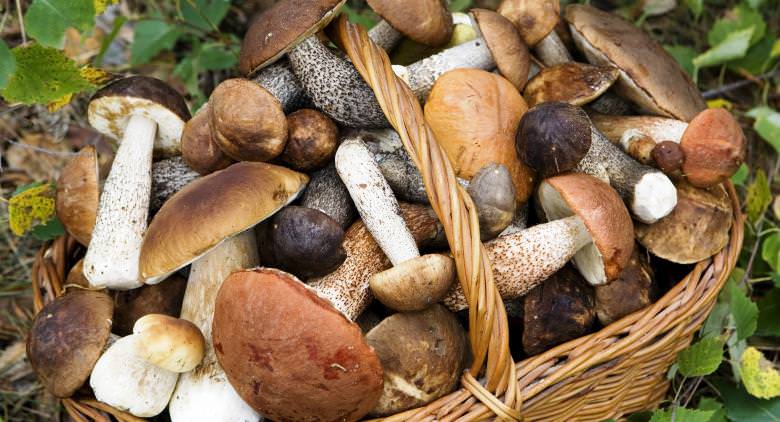 basket of mushrooms