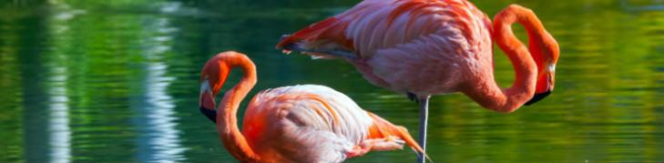 Flamencos rosados