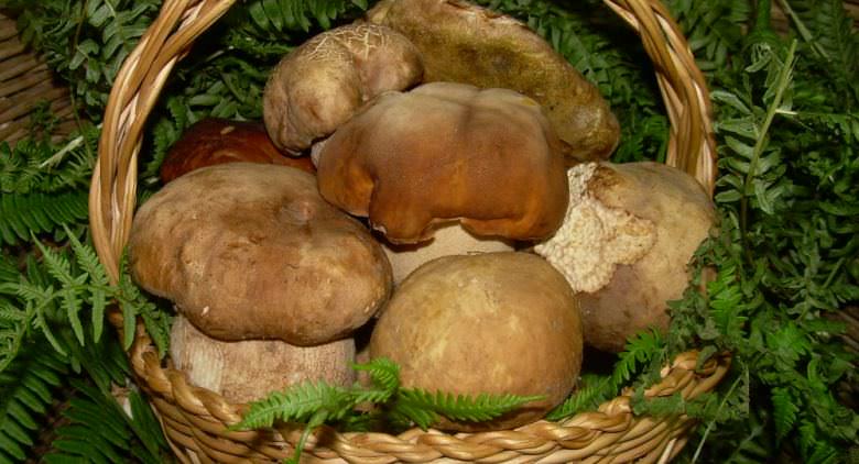 porcini mushrooms