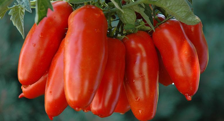 Festival de tomate San Marzano 2015 en Striano