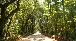 Il Bosco di Capodimonte a Napoli