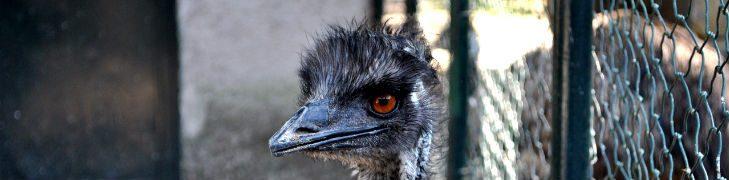 Zoo di Napoli, ingresso gratuito per i bambini a luglio