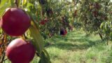 Pasquetta 2016 al Fondo Rustico Lamberti di Chiaiano con musica e divertimento