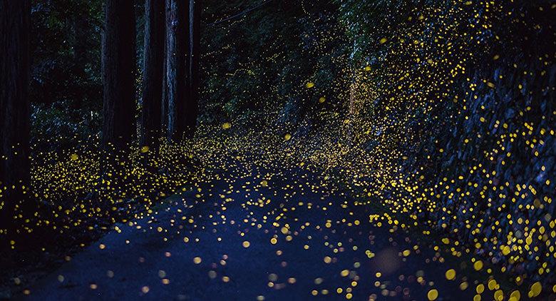 Vaga-lumes em uma floresta, o evento Esperando vaga-lumes em Bacoli